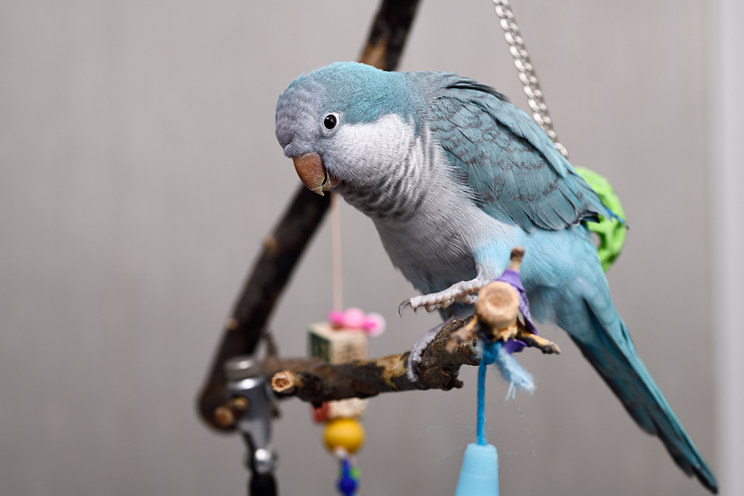 pet bird perched with blue feathers