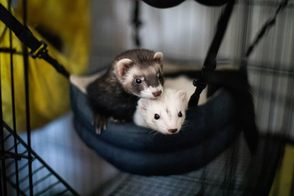 pet ferrets snuggling in home