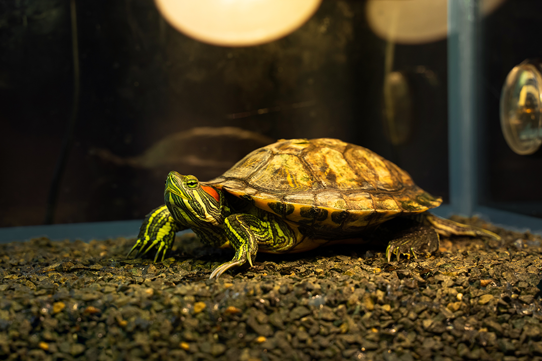pet turtle under heat lamp